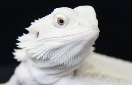 WHITE LIZARD